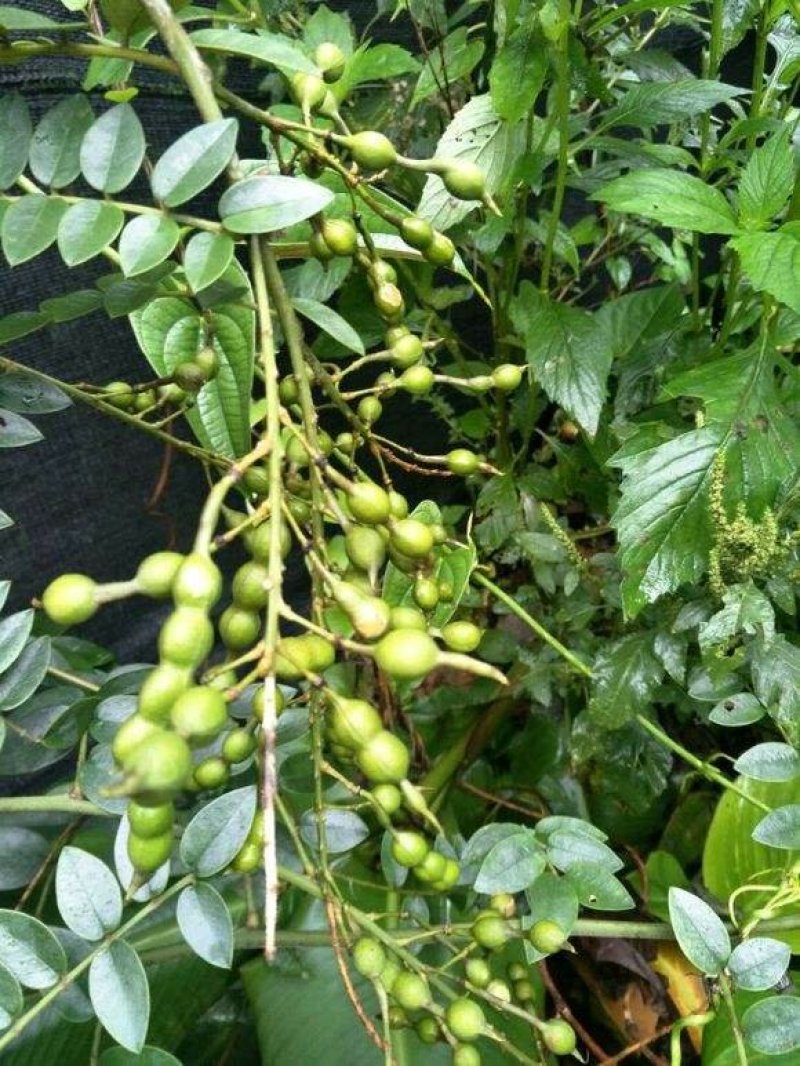 山豆根种子