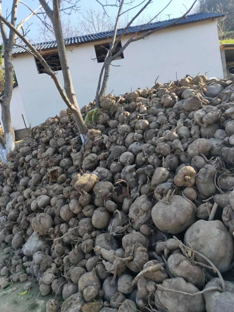 地不容，山乌龟