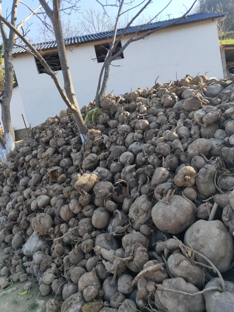 地不容，山乌龟