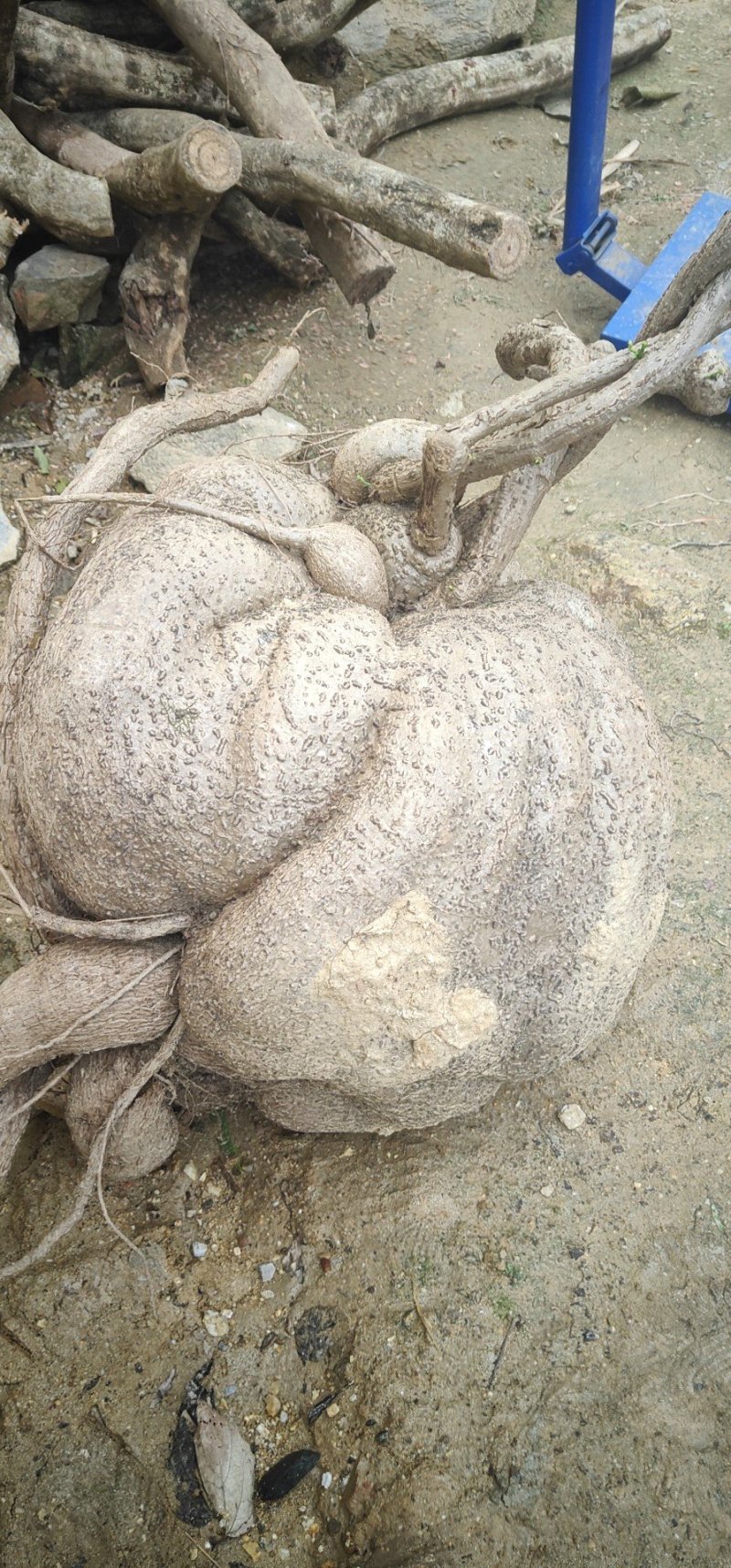 地不容，山乌龟