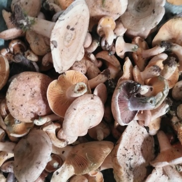 松乳菇，绿桐菇现采。