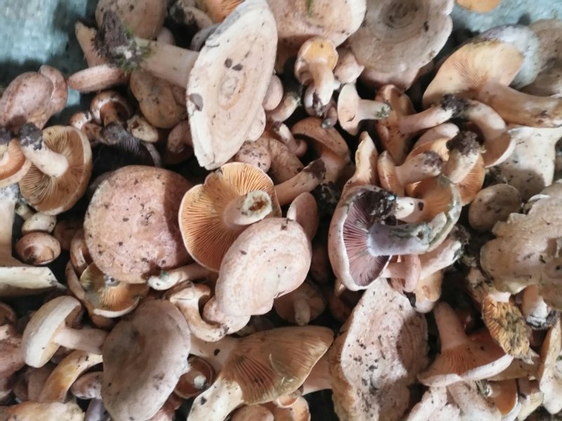 松乳菇，绿桐菇现采。