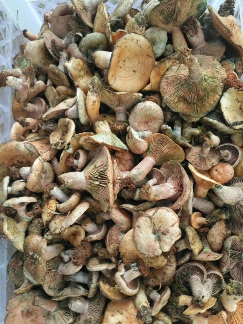 松乳菇，绿桐菇现采。