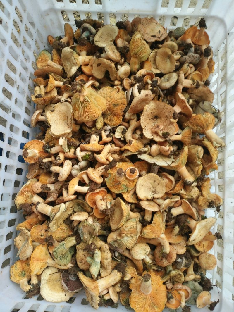 松乳菇，绿桐菇现采。