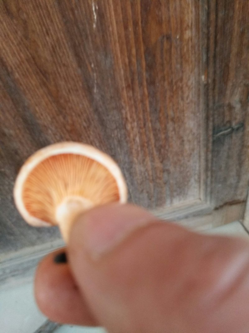 松乳菇，绿桐菇现采。