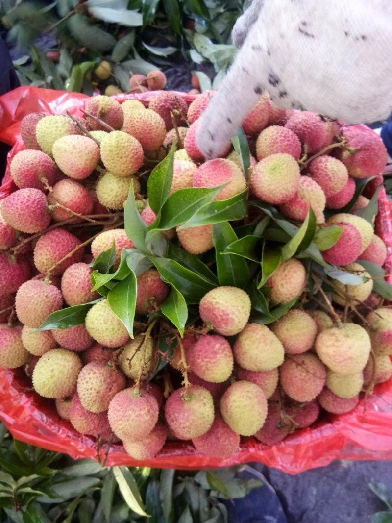 荔枝，所有品种都有，核小肉厚，汁多味好