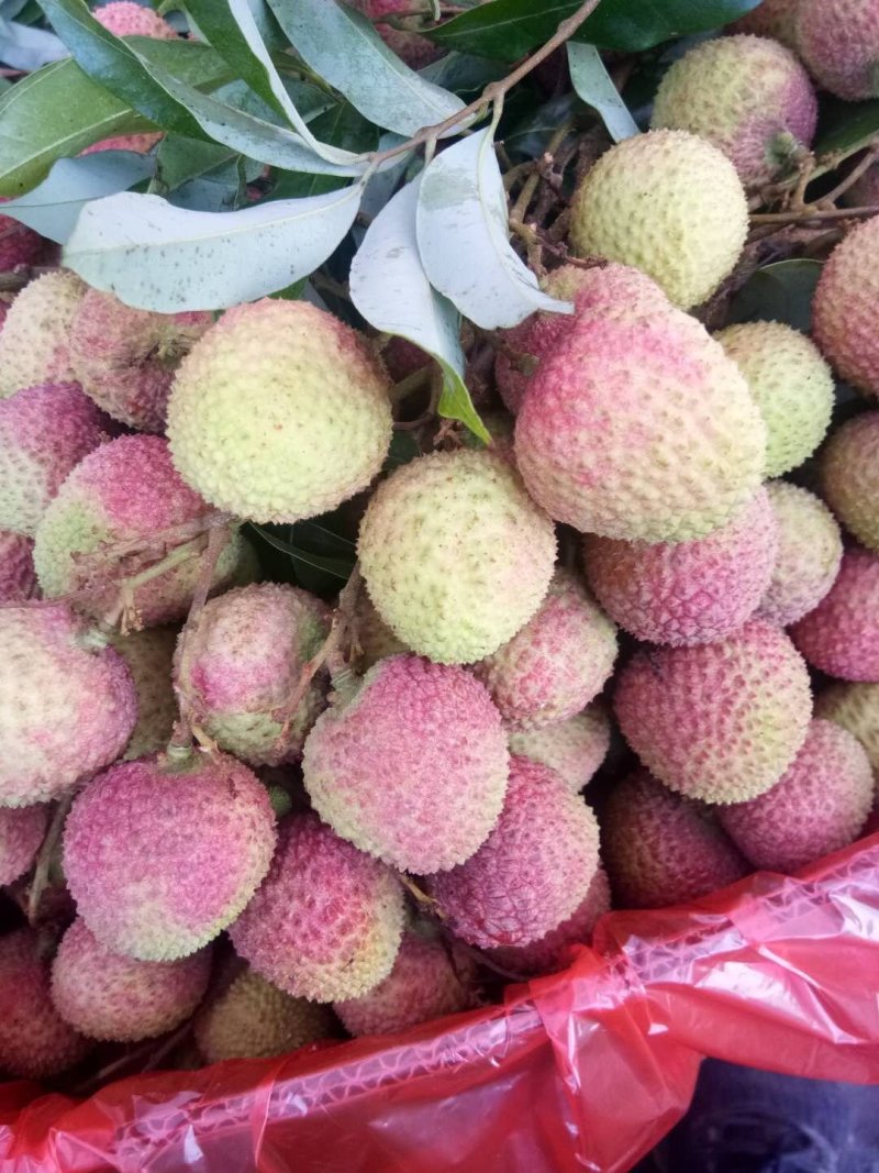 荔枝，所有品种都有，核小肉厚，汁多味好