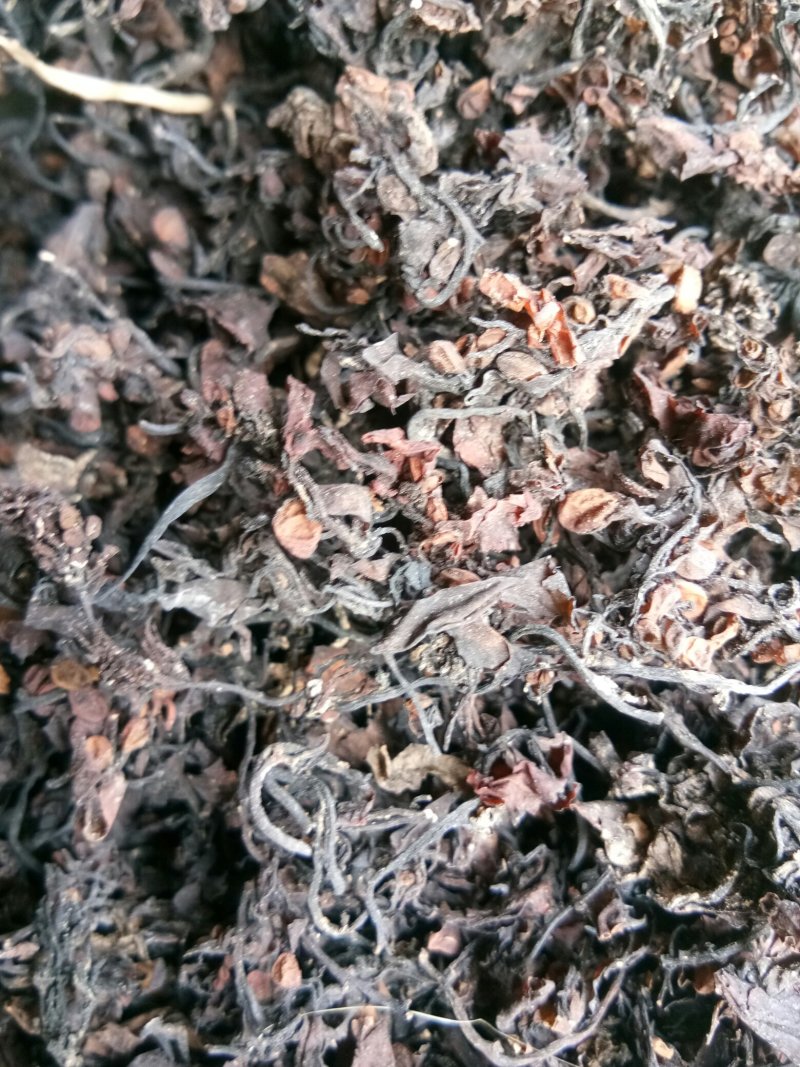 海藻江苏药用高含量纯净干净无杂质一公斤起包邮