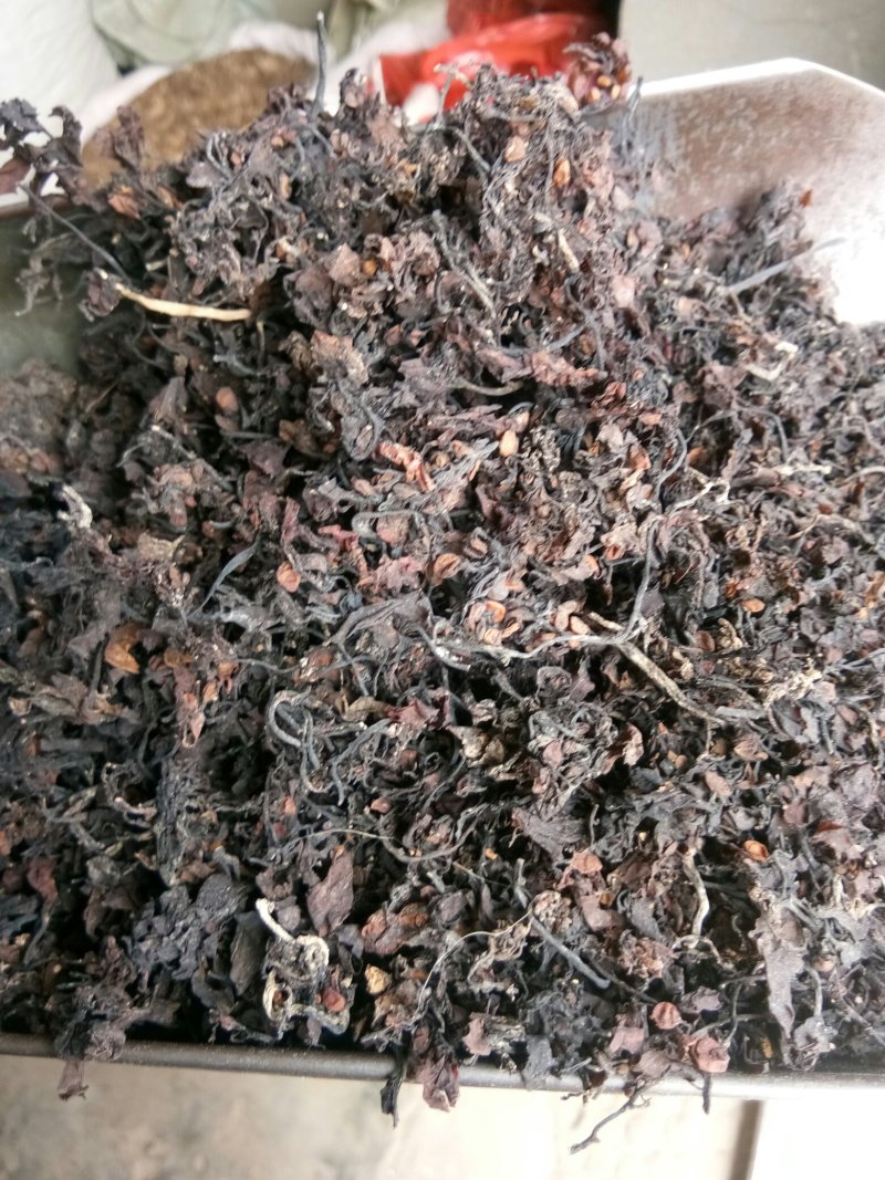海藻江苏药用高含量纯净干净无杂质一公斤起包邮