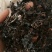 海藻江苏药用高含量纯净干净无杂质一公斤起包邮