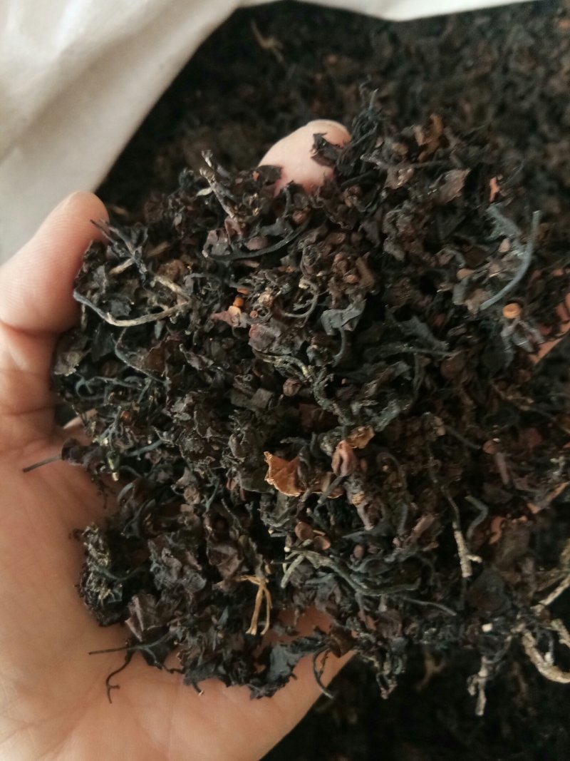 海藻江苏药用高含量纯净干净无杂质一公斤起包邮