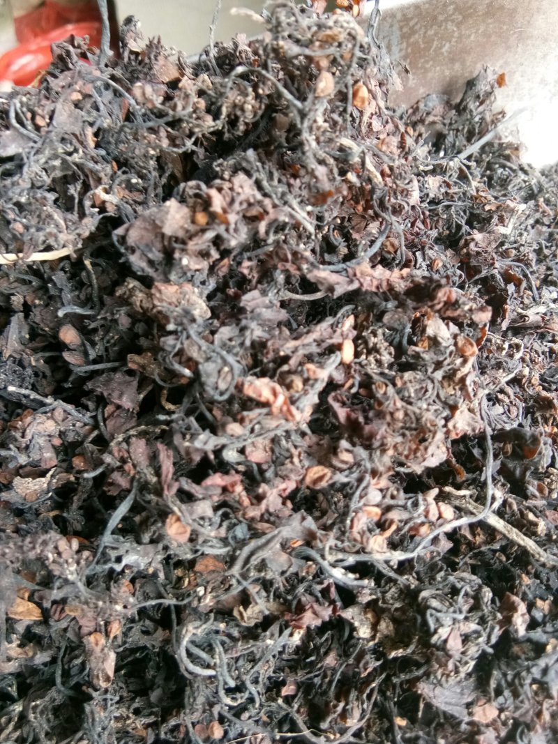 海藻江苏药用高含量纯净干净无杂质一公斤起包邮