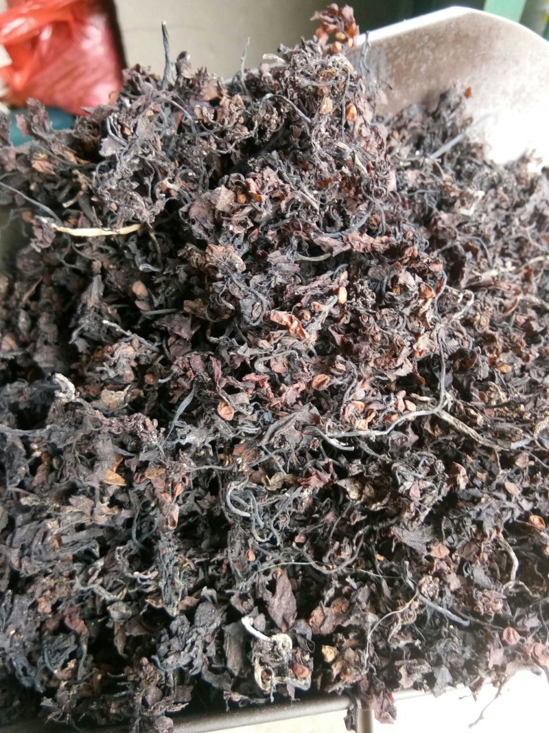 海藻江苏药用高含量纯净干净无杂质一公斤起包邮