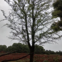 基地直销30至40骨架移植榆树