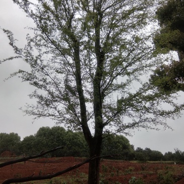 基地直销30至40骨架移植榆树