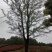 基地直销30至40骨架移植榆树