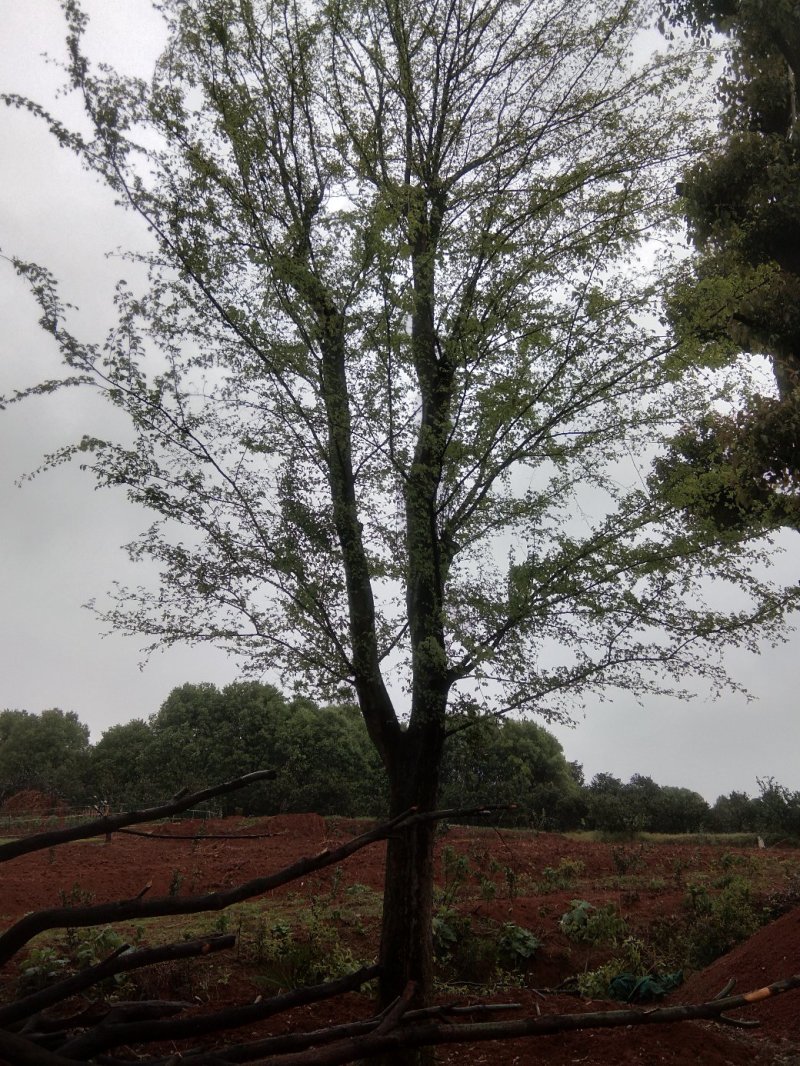 基地直销30至40骨架移植榆树