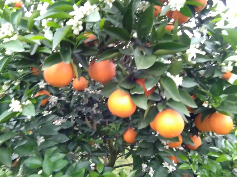 夏橙