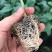 茄子苗嫁接大红袍茄苗