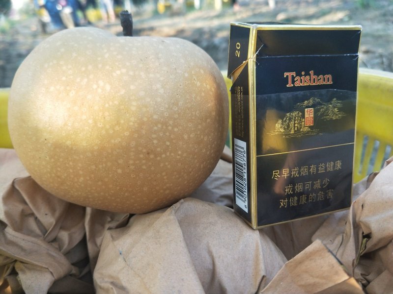 正宗山东秋月梨树苗好梨苗决定高品质免费指导管理
