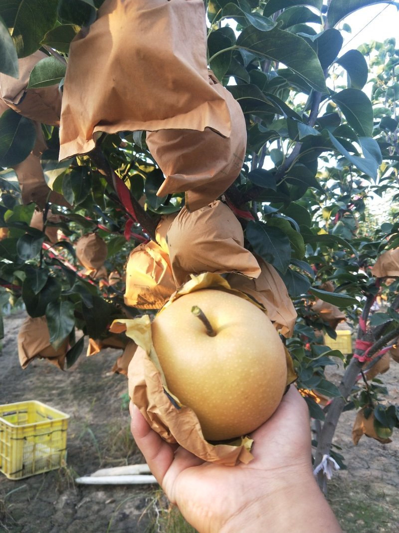 正宗山东秋月梨树苗好梨苗决定高品质免费指导管理