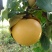 正宗山东秋月梨树苗好梨苗决定高品质免费指导管理
