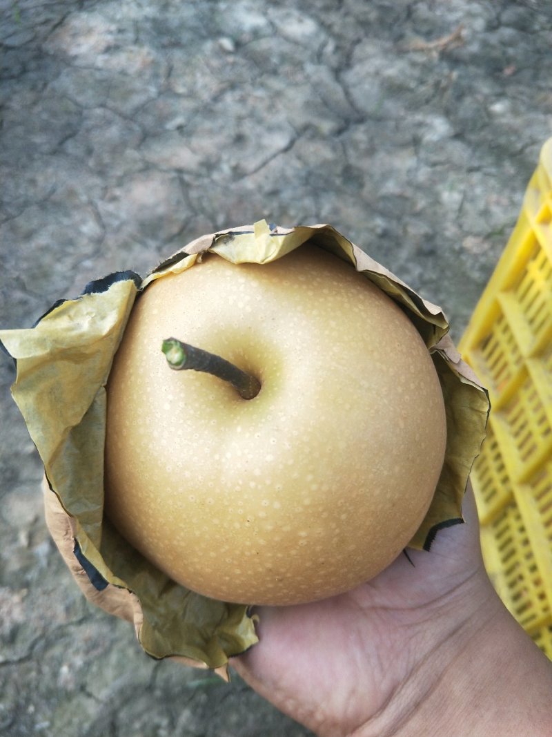 正宗山东秋月梨树苗好梨苗决定高品质免费指导管理