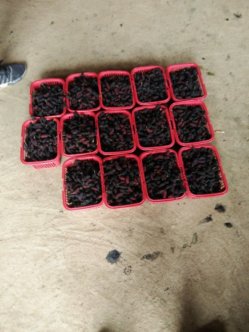 陕西优质桑葚