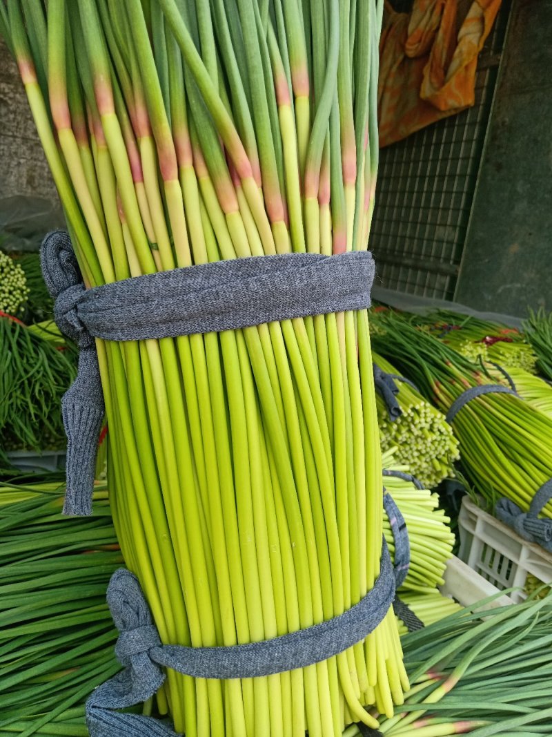 开封蒜薹常年代收代发全国诚信经营质量有保证