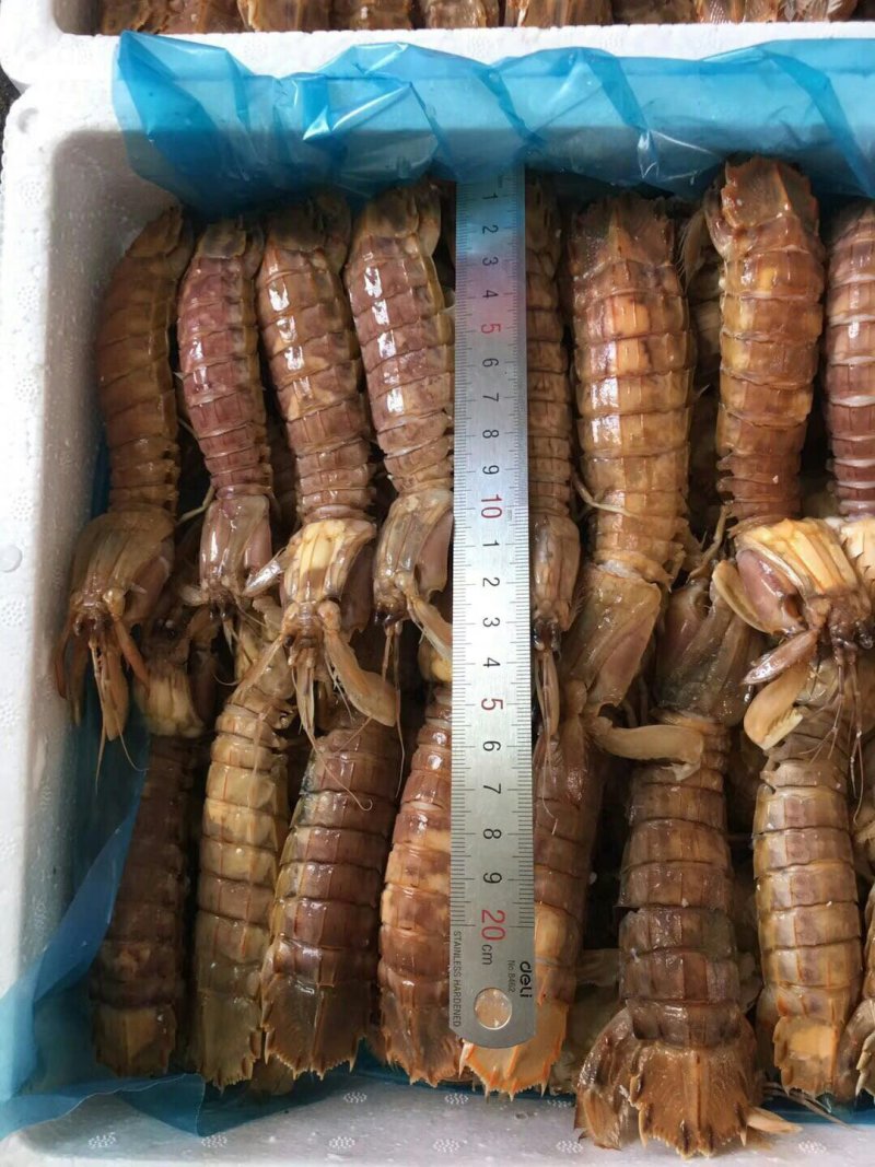皮皮虾，熟冻，保肥满肉，一手货源，质量保证，价格优惠，