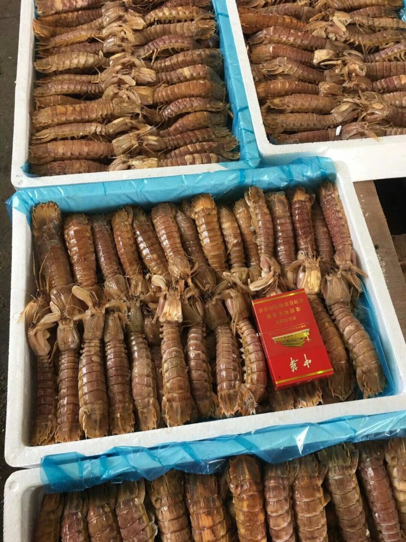 皮皮虾，熟冻，保肥满肉，一手货源，质量保证，价格优惠，