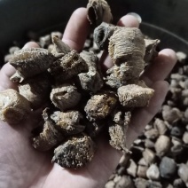 桑螵蛸，铁蛸，棉蛸，