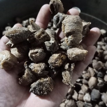 桑螵蛸，铁蛸，棉蛸，