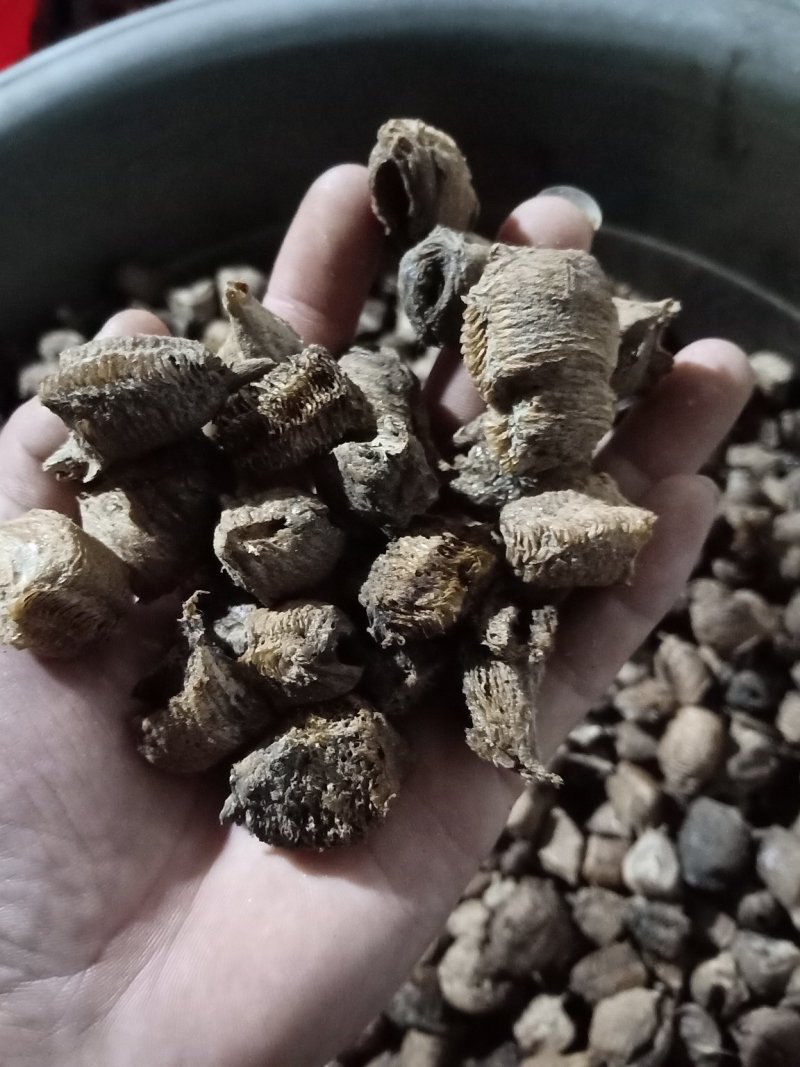 桑螵蛸，铁蛸，棉蛸，