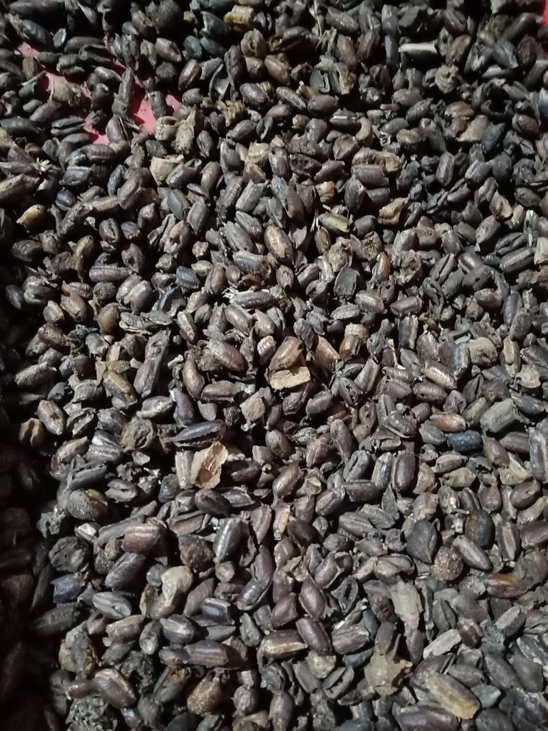 桑螵蛸，铁蛸，棉蛸，