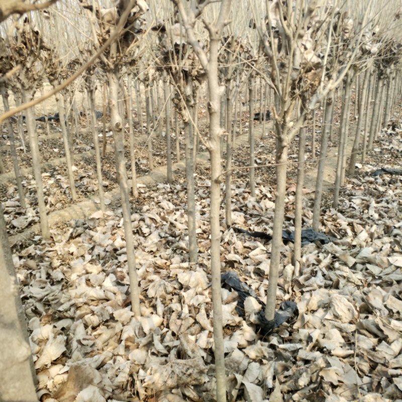 木槿