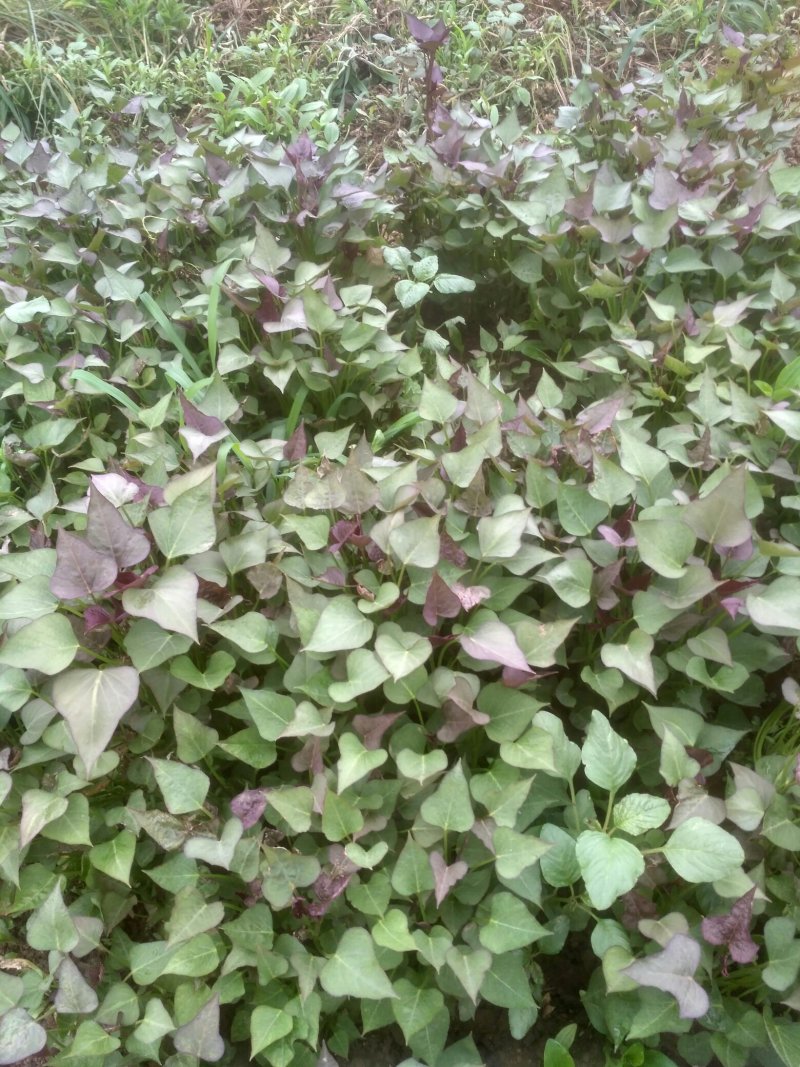 吴氏红薯苗大量供应保质保量。假一赔十支持任何方式验货。