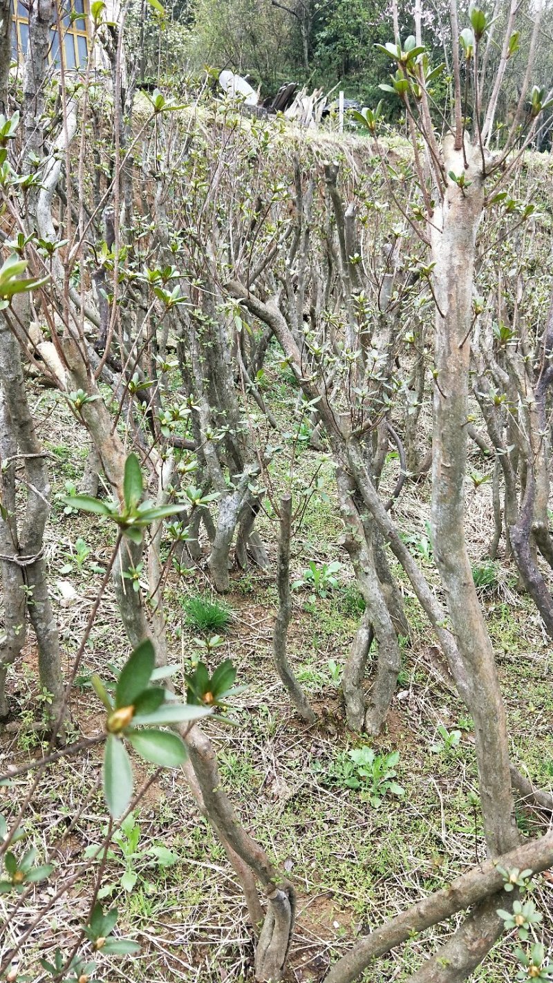 映山红