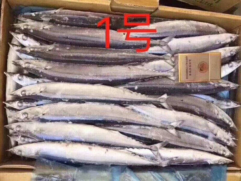 秋刀鱼。厂家直销，大小规格，保证质量，各地冷链物欢迎垂询