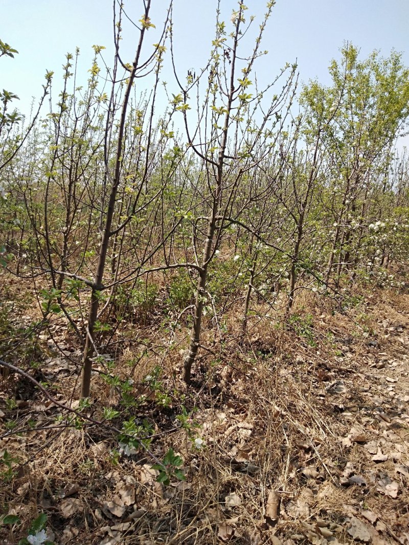 苹果树低价出售