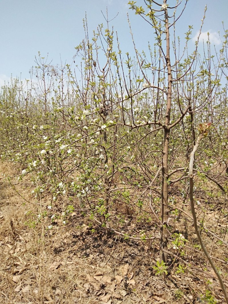 苹果树低价出售