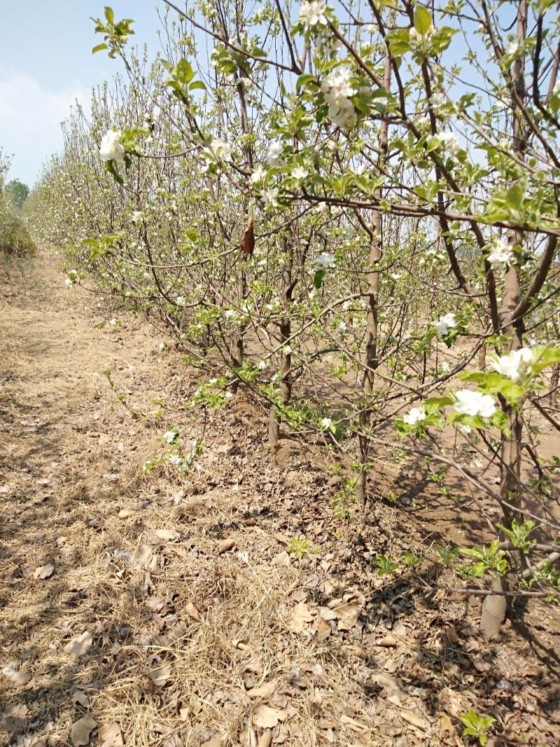 苹果树低价出售