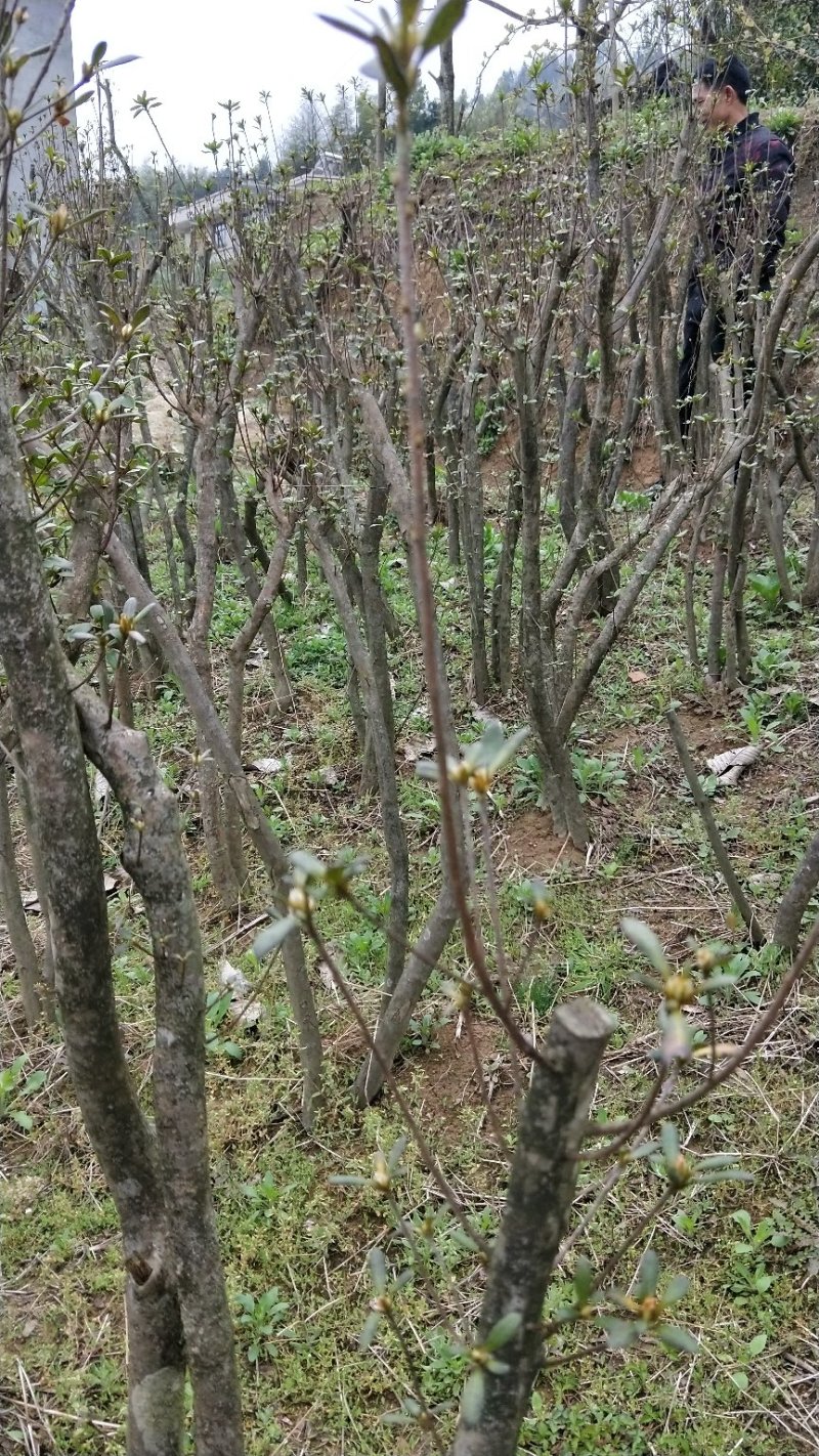 映山红