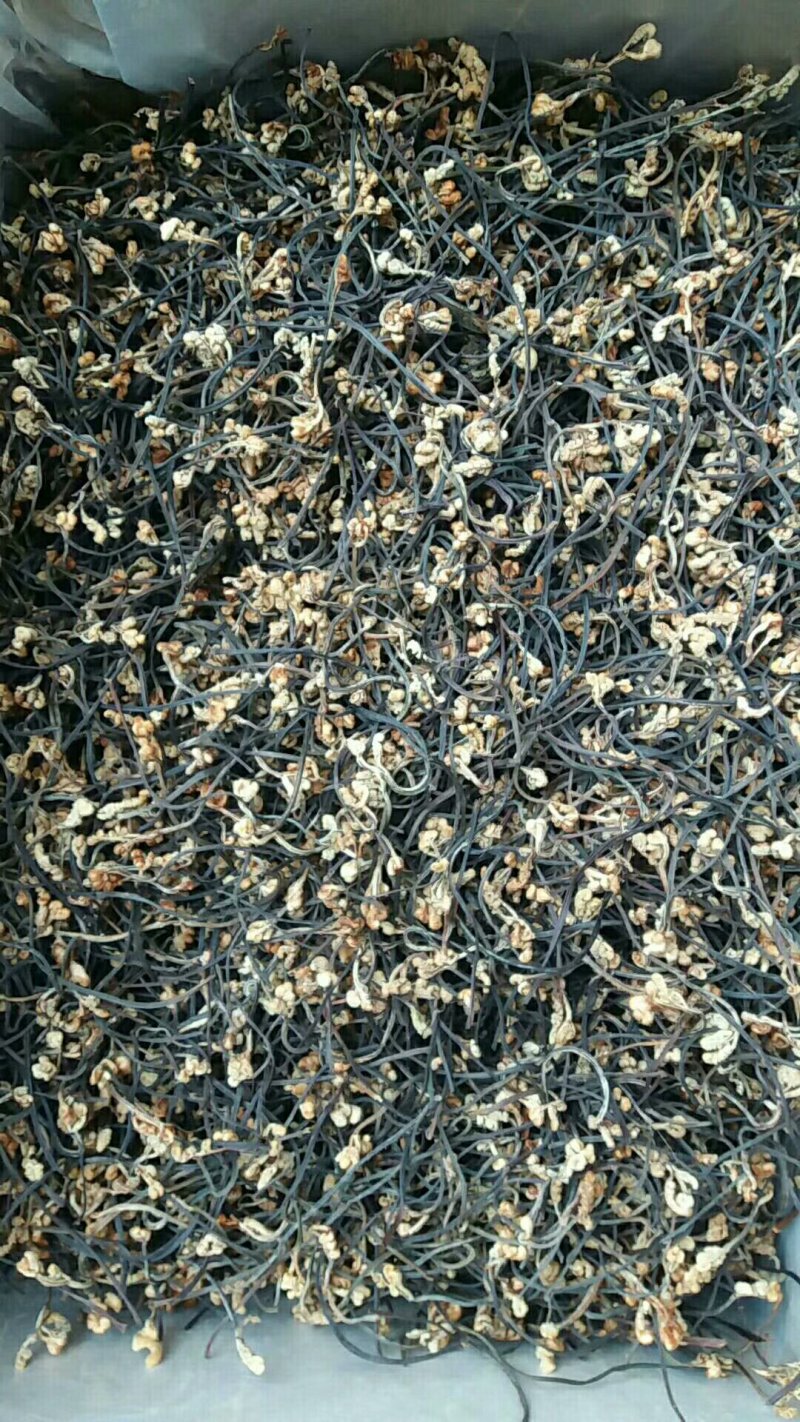 10kg一箱精品优质蕨菜干特产出口日本韩国级特价包邮批价