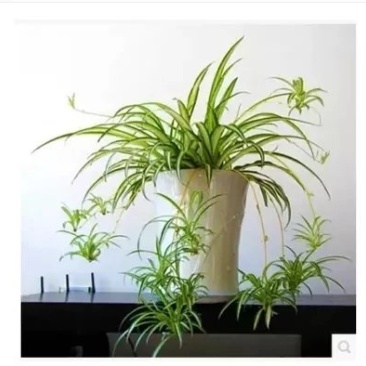 金边吊兰金心吊兰吊篮盆栽水培植物花卉新房净化空气吸甲醛绿