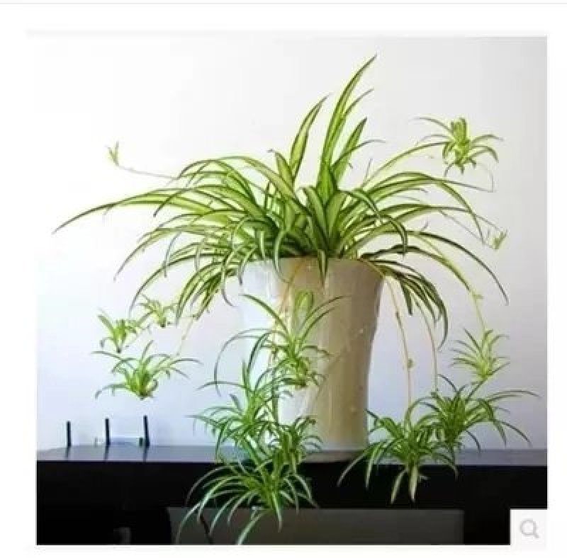 金边吊兰金心吊兰吊篮盆栽水培植物花卉新房净化空气吸甲醛绿