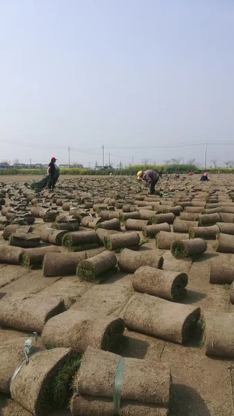 正宗高尔夫草坪，精品混播果岭草草皮