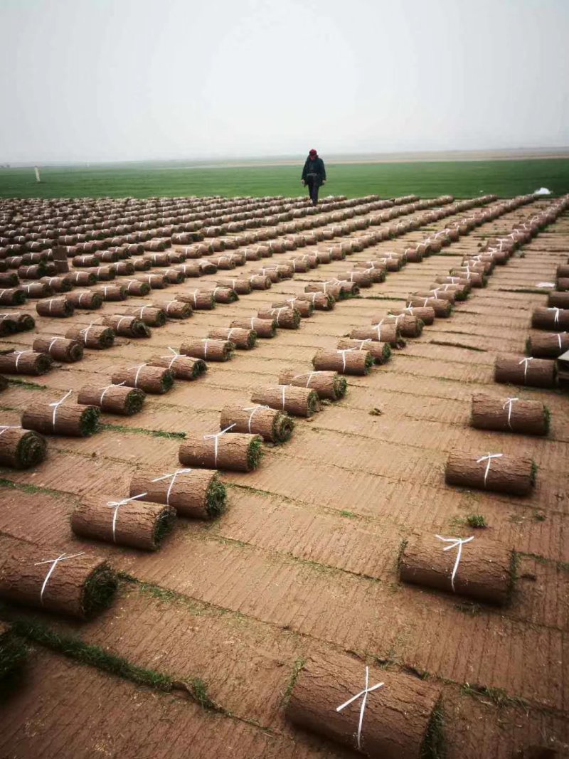 正宗高尔夫草坪，精品混播果岭草草皮