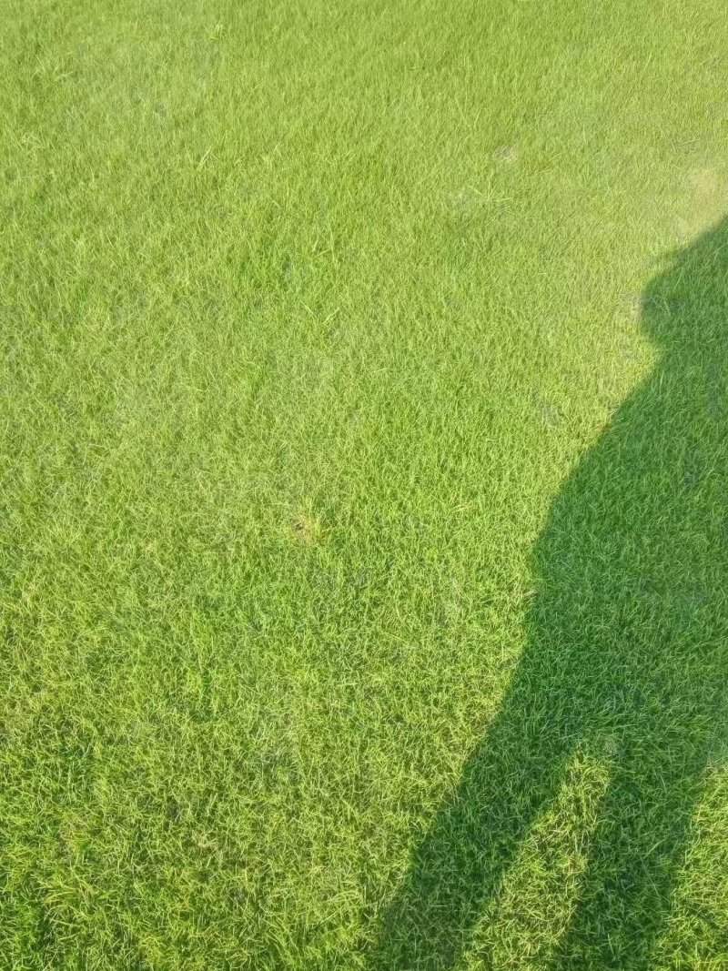 正宗高尔夫草坪，精品混播果岭草草皮