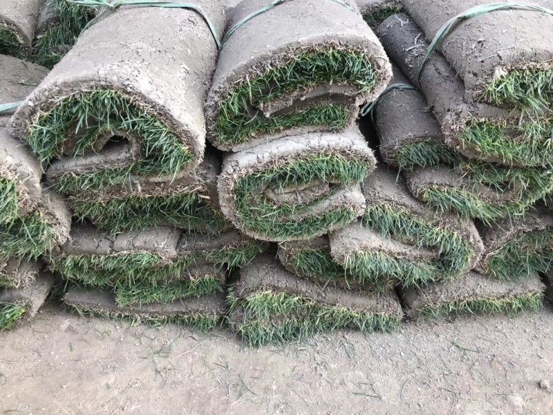 正宗高尔夫草坪，精品混播果岭草草皮